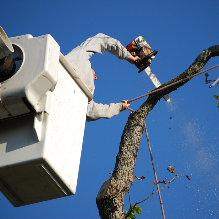 tree service salem VA & roanoke VA