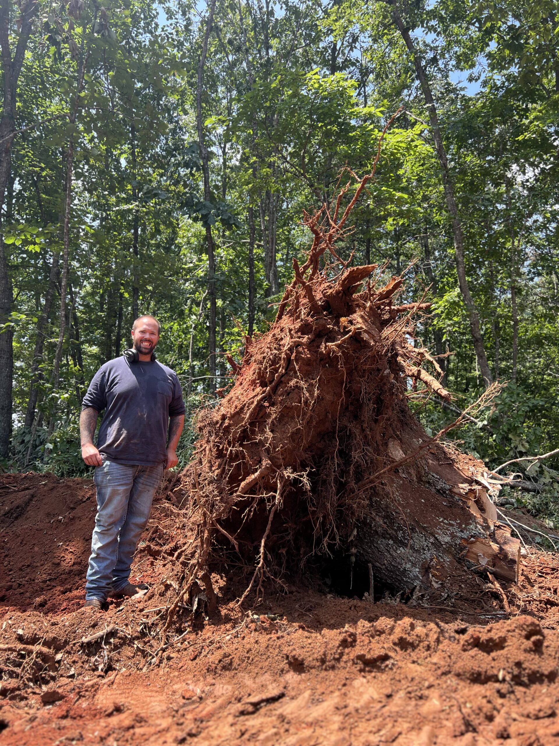 A person stands next to an uprooted tree with exposed roots in a forested area on a sunny day.